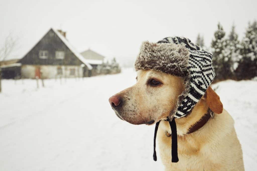 A dog in cold weather