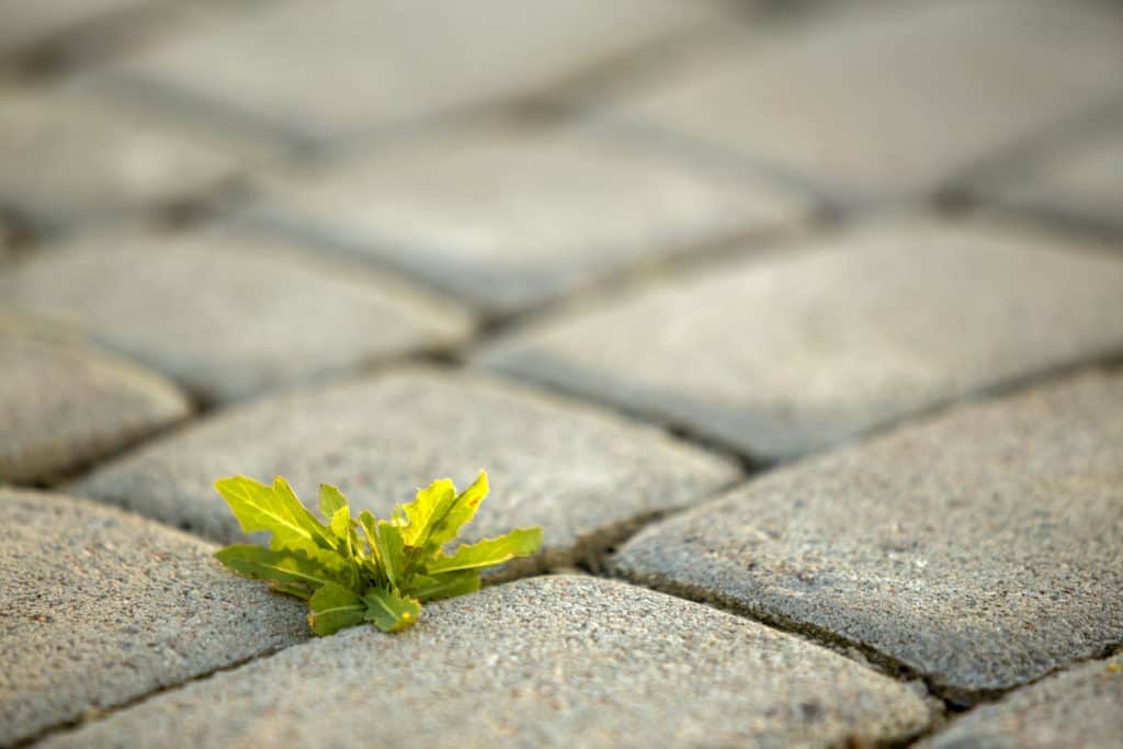 Weeds growing through concrete