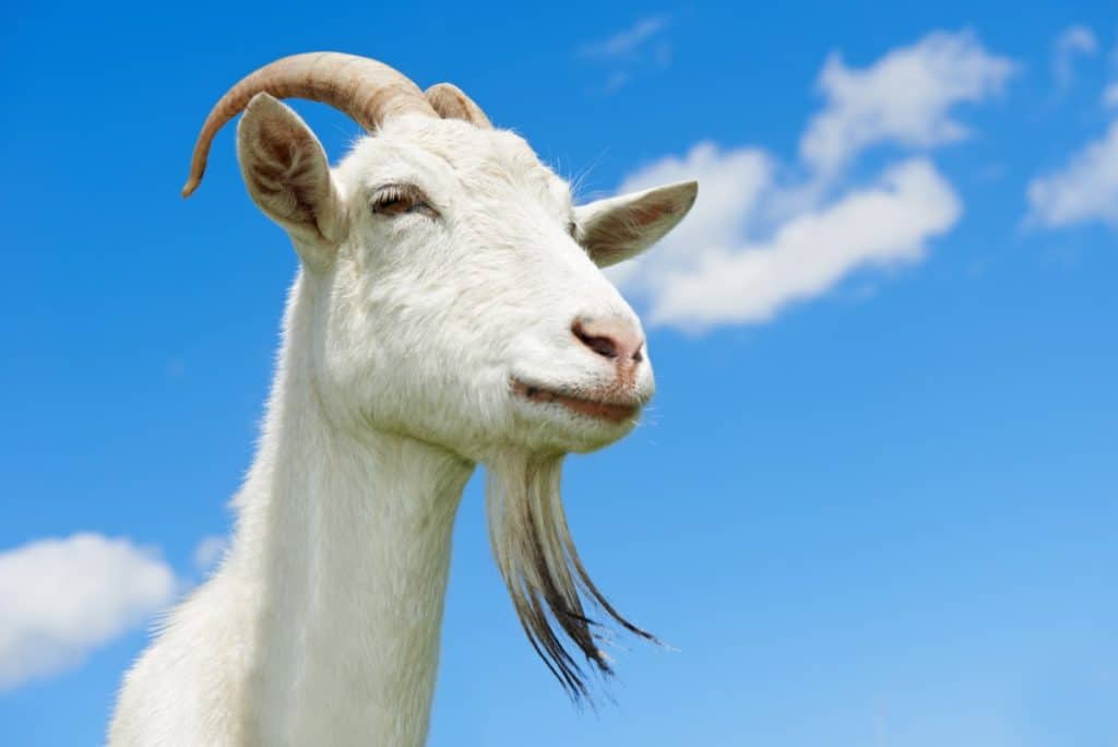 Goat that likes to eat weeds