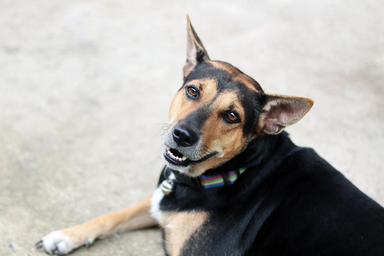 Dog on concrete floor